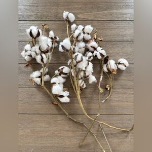 Natural Cotton Stems Decor